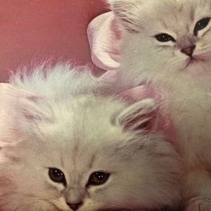 Hello Kitty Cats~offers welcomed....